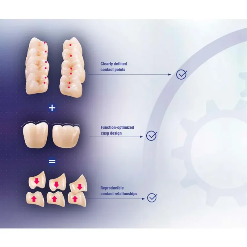 Vita MFT Denture Teeth R42 -A1 (Set of 28) | Dental Product At Lowest Price